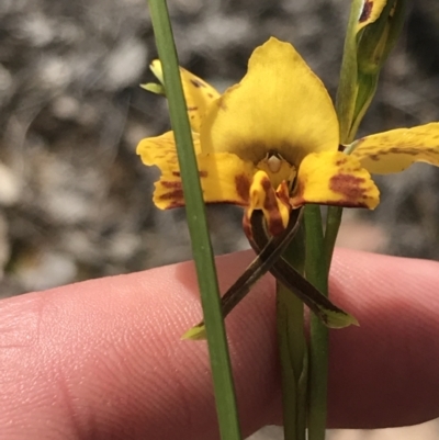 Diuris nigromontana (Black Mountain Leopard Orchid) at Black Mountain - 28 Sep 2021 by Tapirlord