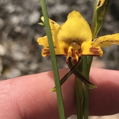 Diuris nigromontana (Black mountain leopard orchid) at Bruce, ACT - 28 Sep 2021 by Tapirlord