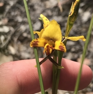 Diuris nigromontana at Bruce, ACT - suppressed