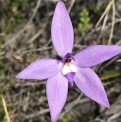 Glossodia major (Wax Lip Orchid) at Black Mountain - 28 Sep 2021 by Tapirlord