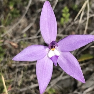 Glossodia major at Downer, ACT - suppressed