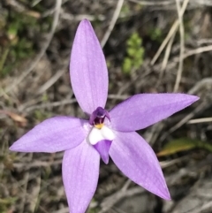 Glossodia major at Downer, ACT - 28 Sep 2021