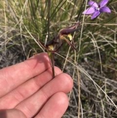 Lyperanthus suaveolens (Brown Beaks) at Black Mountain - 28 Sep 2021 by Tapirlord