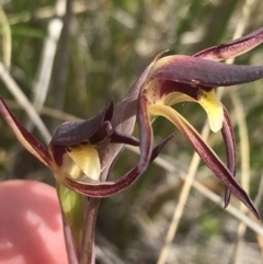 Lyperanthus suaveolens at Point 5815 - suppressed