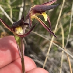 Lyperanthus suaveolens at Point 5815 - suppressed