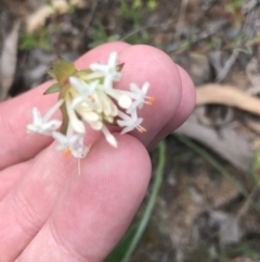 Pimelea linifolia subsp. caesia (Slender Rice Flower) at Black Mountain - 28 Sep 2021 by Tapirlord