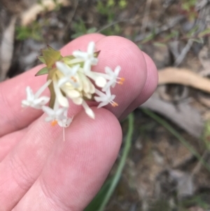 Pimelea linifolia subsp. linifolia at Bruce, ACT - 28 Sep 2021