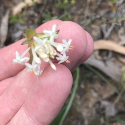 Pimelea linifolia subsp. caesia (Slender Rice Flower) at Black Mountain - 28 Sep 2021 by Tapirlord