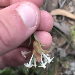 Pimelea linifolia subsp. linifolia at Bruce, ACT - 28 Sep 2021