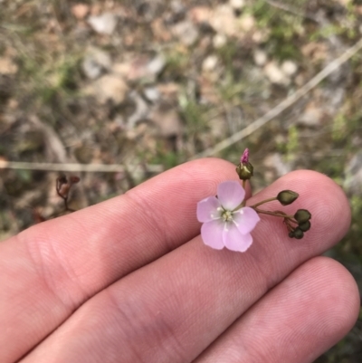 Drosera auriculata (Tall Sundew) at Point 5822 - 28 Sep 2021 by Tapirlord