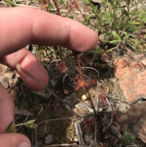 Drosera auriculata at Acton, ACT - 28 Sep 2021