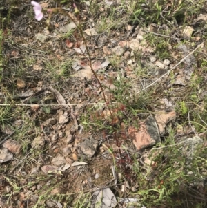Drosera auriculata at Acton, ACT - 28 Sep 2021