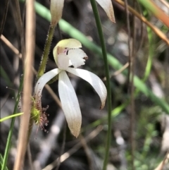 Caladenia ustulata (Brown Caps) at Black Mountain - 28 Sep 2021 by Tapirlord