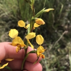 Diuris nigromontana (Black Mountain Leopard Orchid) at Black Mountain - 28 Sep 2021 by Tapirlord