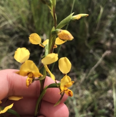 Diuris nigromontana (Black Mountain Leopard Orchid) at Black Mountain - 28 Sep 2021 by Tapirlord