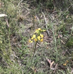 Diuris nigromontana at Acton, ACT - 28 Sep 2021