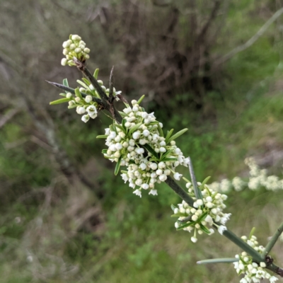 Discaria pubescens (Australian Anchor Plant) at Stromlo, ACT - 3 Oct 2021 by HelenCross