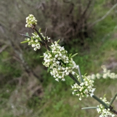 Discaria pubescens (Australian Anchor Plant) at Stromlo, ACT - 3 Oct 2021 by HelenCross