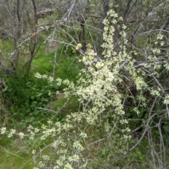 Discaria pubescens at Stromlo, ACT - 3 Oct 2021