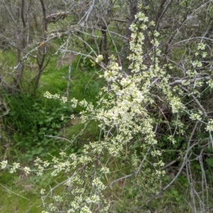 Discaria pubescens at Stromlo, ACT - 3 Oct 2021