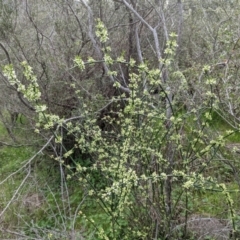 Discaria pubescens at Stromlo, ACT - 3 Oct 2021