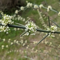 Discaria pubescens at Stromlo, ACT - 3 Oct 2021
