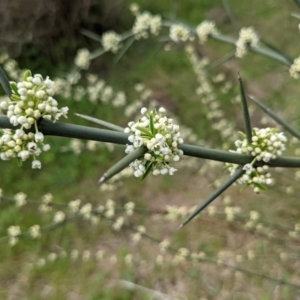 Discaria pubescens at Stromlo, ACT - 3 Oct 2021