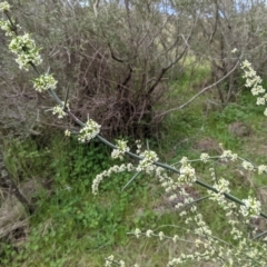 Discaria pubescens at Stromlo, ACT - 3 Oct 2021