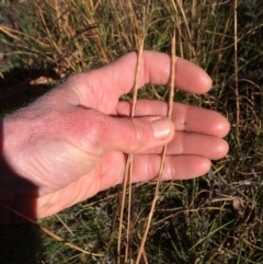Hemarthria uncinata (Matgrass) at Paddys River, ACT - 31 Jul 2021 by NickiTaws