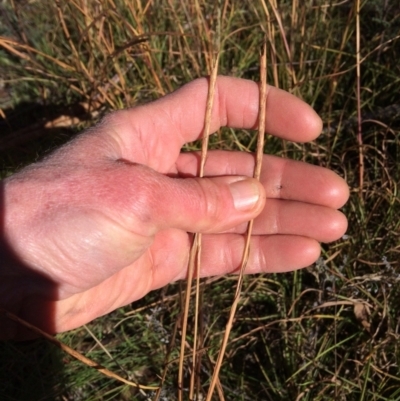 Hemarthria uncinata (Matgrass) at Paddys River, ACT - 31 Jul 2021 by NickiTaws