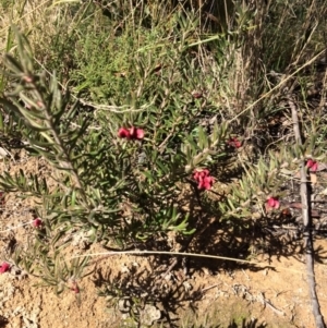 Grevillea lanigera at Paddys River, ACT - 31 Jul 2021