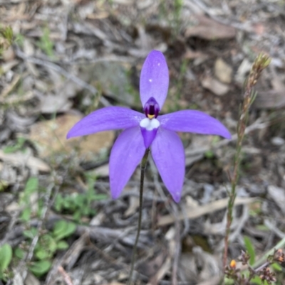 Glossodia major (Wax Lip Orchid) at Karabar, NSW - 3 Oct 2021 by DavidRiddel