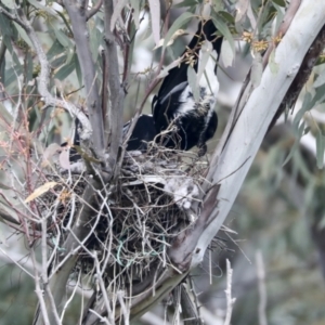 Gymnorhina tibicen at Hawker, ACT - 3 Oct 2021 09:54 AM