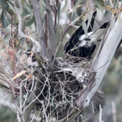 Gymnorhina tibicen at Hawker, ACT - 3 Oct 2021 09:54 AM