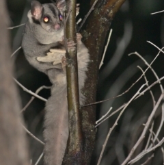 Petaurus notatus (Krefft’s Glider, Sugar Glider) at Jacka, ACT - 1 Oct 2021 by TimotheeBonnet