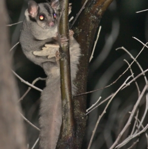 Petaurus notatus at Jacka, ACT - 1 Oct 2021 10:30 PM