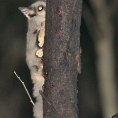 Petaurus notatus at Jacka, ACT - 1 Oct 2021 10:30 PM