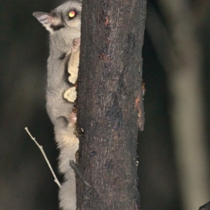 Petaurus notatus at Jacka, ACT - 1 Oct 2021 10:30 PM