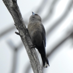Artamus cyanopterus (Dusky Woodswallow) at Namadgi National Park - 3 Oct 2021 by KMcCue