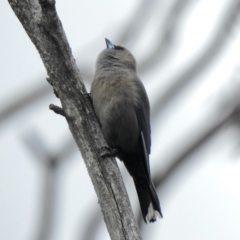 Artamus cyanopterus cyanopterus (Dusky Woodswallow) at Booth, ACT - 3 Oct 2021 by KMcCue