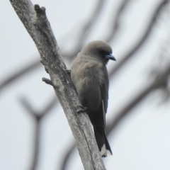 Artamus cyanopterus at Booth, ACT - 3 Oct 2021