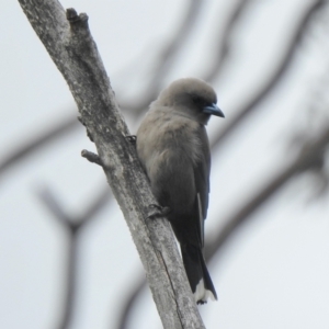 Artamus cyanopterus at Booth, ACT - 3 Oct 2021