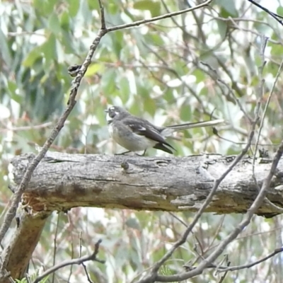 Rhipidura albiscapa (Grey Fantail) at Namadgi National Park - 3 Oct 2021 by KMcCue