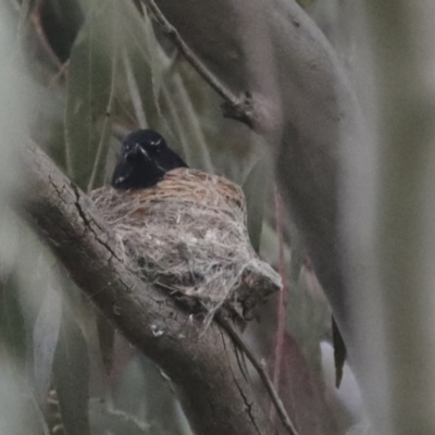 Rhipidura leucophrys (Willie Wagtail) at The Pinnacle - 3 Oct 2021 by AlisonMilton