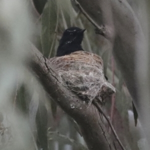 Rhipidura leucophrys at Hawker, ACT - 3 Oct 2021 12:08 PM