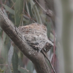 Rhipidura leucophrys at Hawker, ACT - 3 Oct 2021 12:08 PM