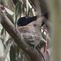 Rhipidura leucophrys at Hawker, ACT - 3 Oct 2021 12:08 PM