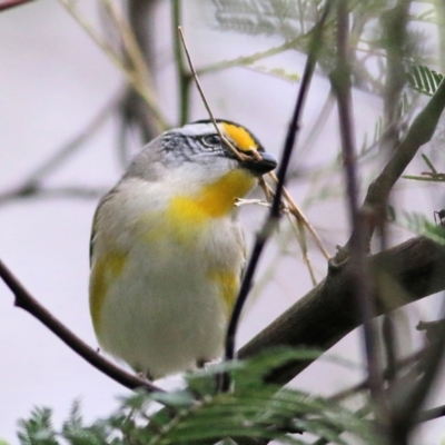 Pardalotus striatus (Striated Pardalote) at Splitters Creek, NSW - 2 Oct 2021 by Kyliegw