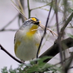 Pardalotus striatus at Splitters Creek, NSW - 3 Oct 2021 09:13 AM