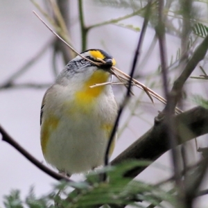 Pardalotus striatus at Splitters Creek, NSW - 3 Oct 2021 09:13 AM